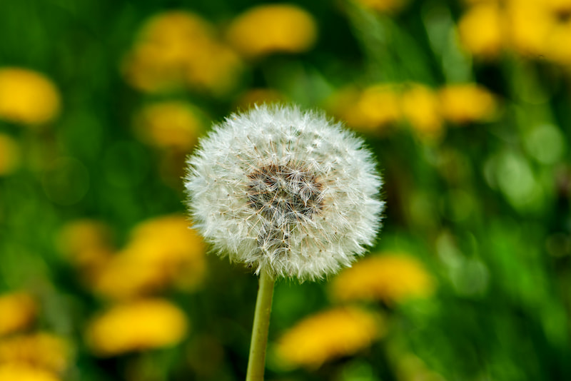 Одуванчик на газоне